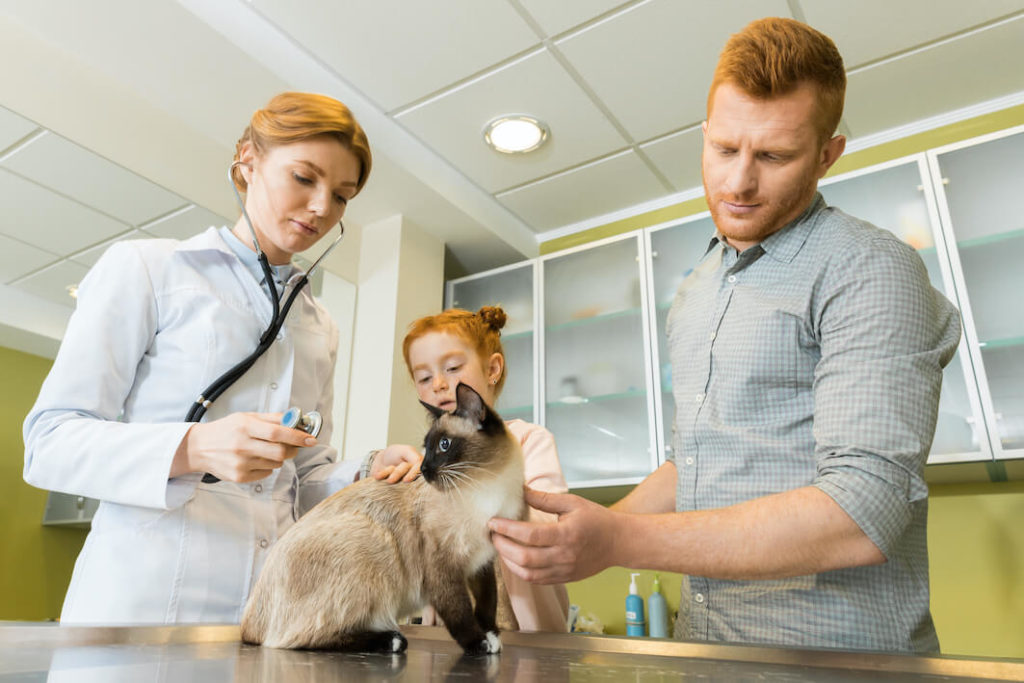 health screening veterinarian clinic - pet cat