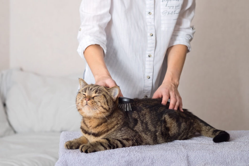 Cat Dandruff Treatment by Combing the Cats Hair