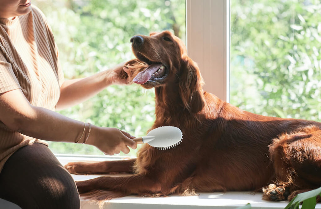 Dandruff in Dogs Treatment by Brushing the Dogs Hair