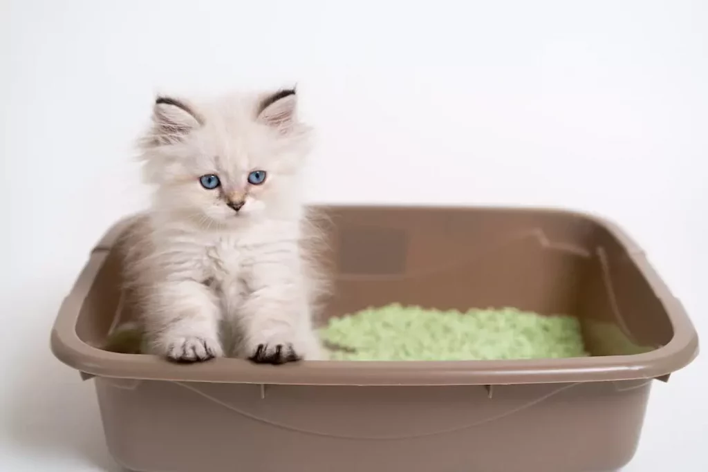 Tips to Reduce Chances of Getting Your Cat Sick - Keep your cats litter box clean to stay healthy