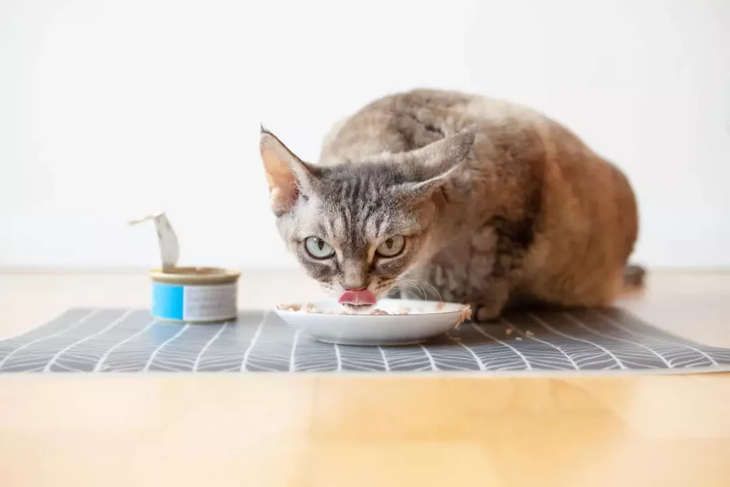 Useful Cats Foods That May Help - Tuna is one of top healthy foods for cats