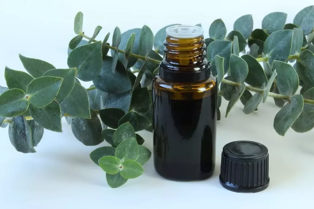 What Essential Oils Harmful to Cats - Eucalyptus Essential Oil is Very Harmful to Cats