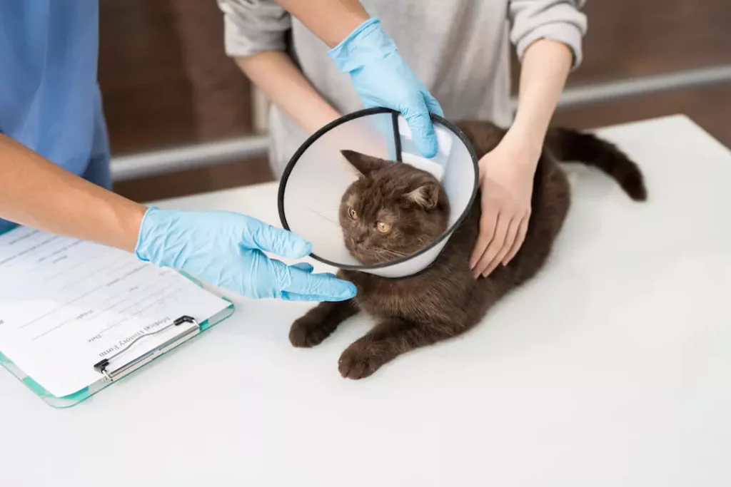 When to See a Vet - Take your cat to the vet for regular check ups and vaccinations