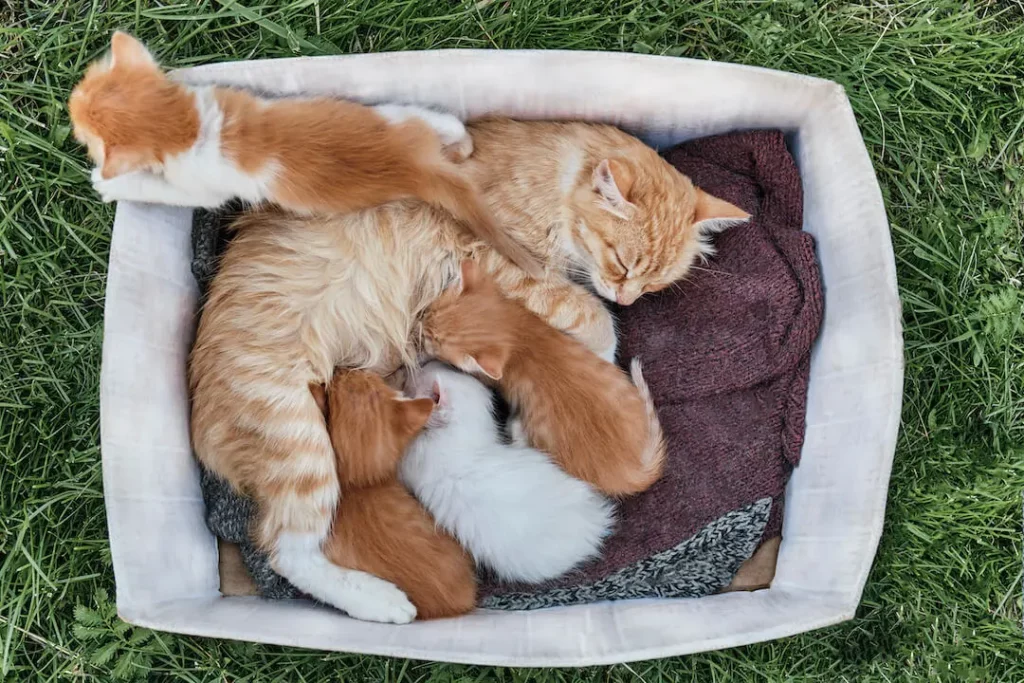 How To Tell if a Cat Still Has Kittens Inside - The Cat Continues To Nest