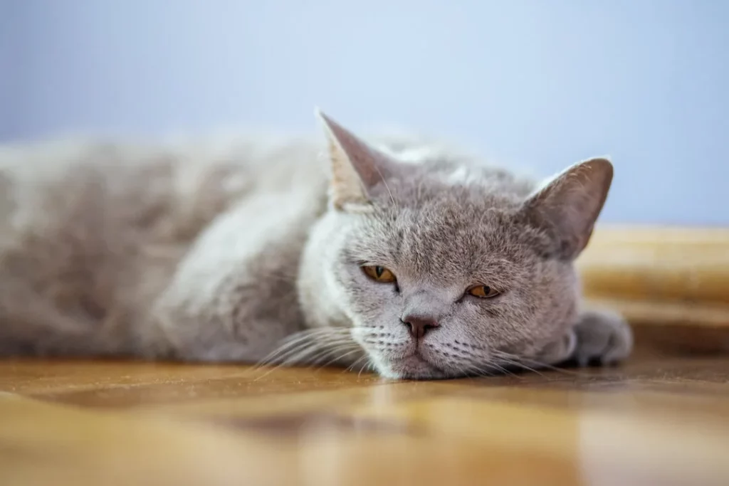 Disinfect Areas Around the Cat with Tapeworms
