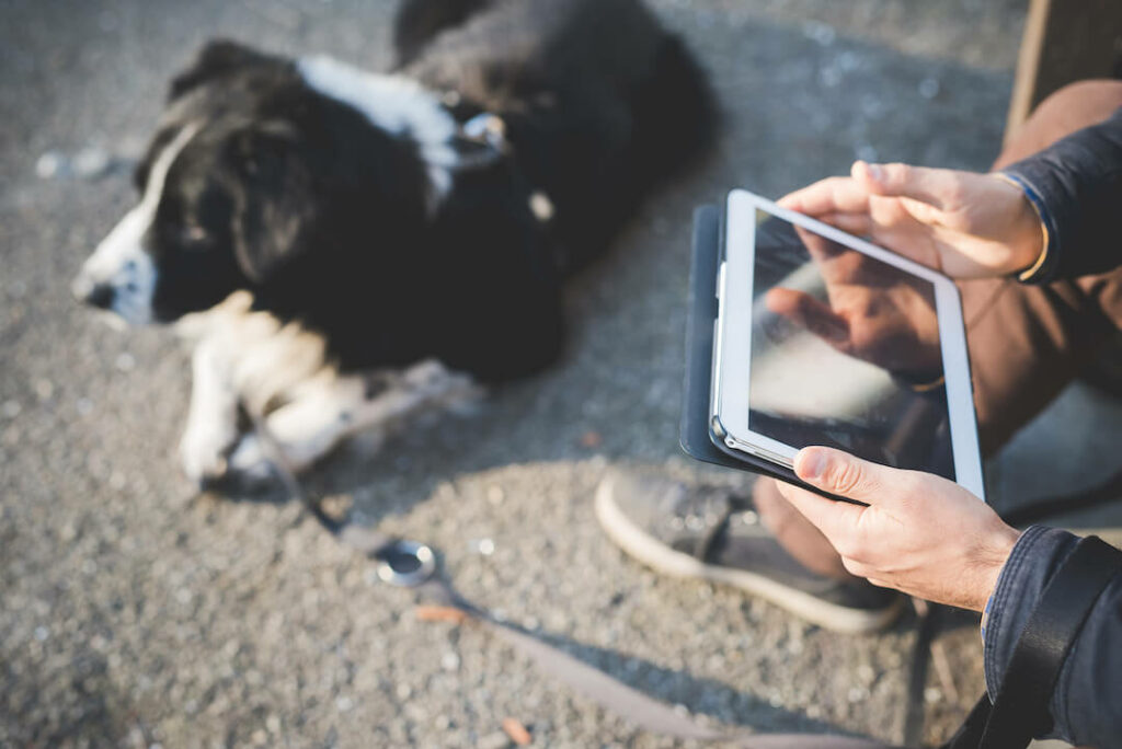 Dog owner is checking his dog microchip settings through a tablet
