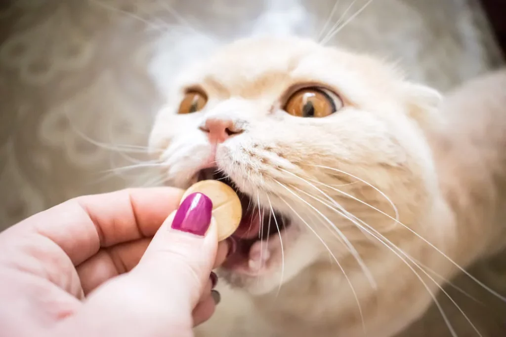 Preventing Tapeworm Infections - Deworm Your Cat 1 to 2 Times a Year