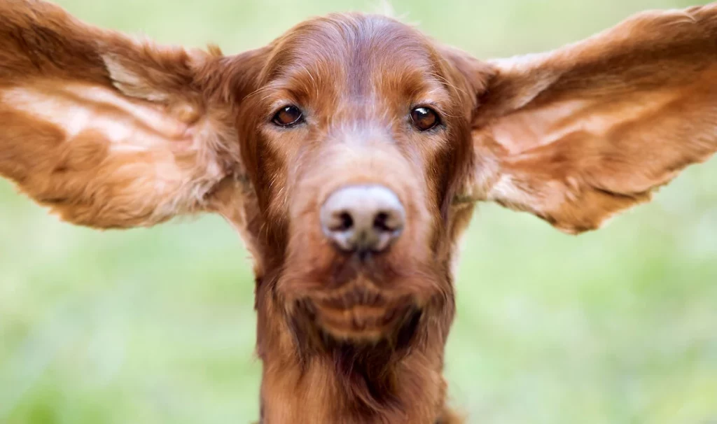 Dogs Have Super Sensitive Hearing